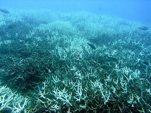2016 coral bleaching event